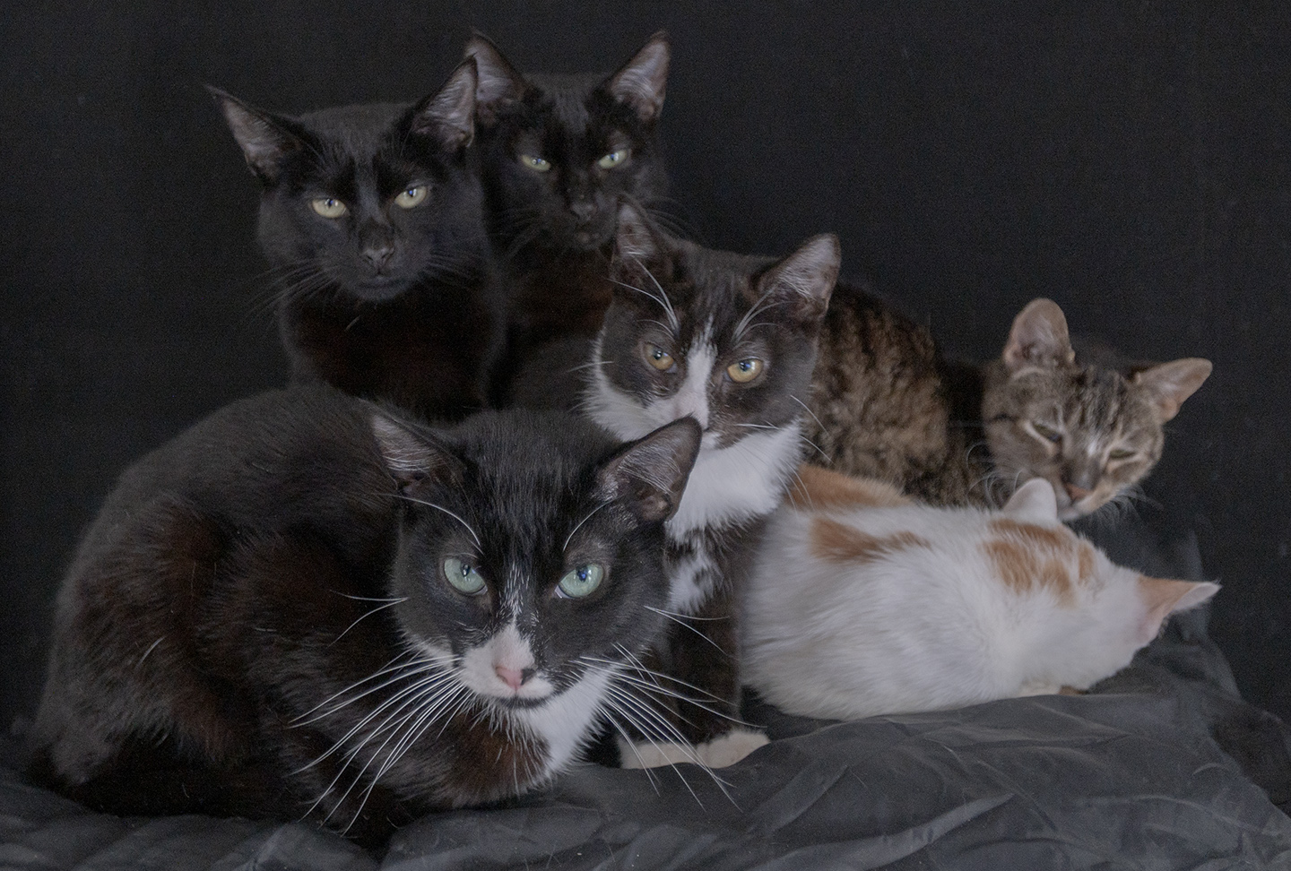 ace hearts photography cat nyc